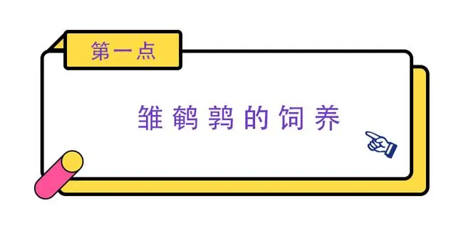鹌鹑养殖技术要点_养殖要点鹌鹑技术有哪些_养殖鹌鹑的技术