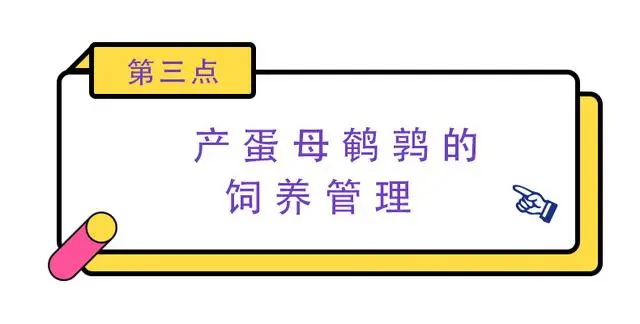 养殖鹌鹑的技术_鹌鹑养殖技术要点_养殖要点鹌鹑技术有哪些