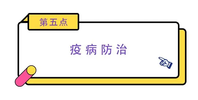 养殖鹌鹑的技术_鹌鹑养殖技术要点_养殖要点鹌鹑技术有哪些