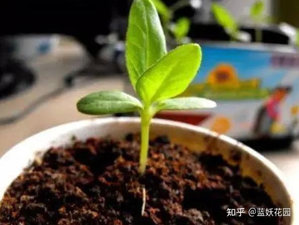 怎样养殖才致富_致富养殖项目_致富养殖好项目