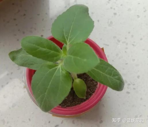 致富养殖项目_致富养殖好项目_怎样养殖才致富