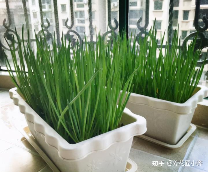 大葱种植方法与时间_大葱种植技术方法和时间_大葱种植时间和种植方法介绍