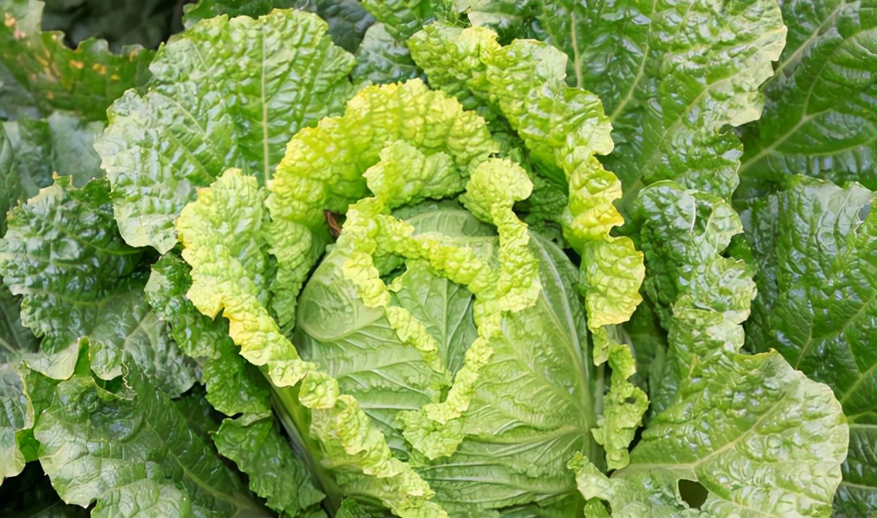 紫白菜种植效益_种紫白菜亩收入多少钱_种植紫白菜致富