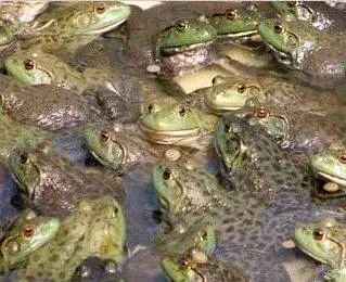 蚕蛹养殖技术致富经_致富养殖蚕蛹技术培训_养殖蚕蛹好赚钱吗
