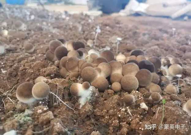 菇类种植技术视频_菇类的种植技术_种植菇类的市场前景