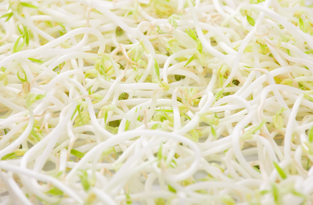 绿豆食用种植技术视频_食用绿豆种植技术_绿豆食用种植技术有哪些