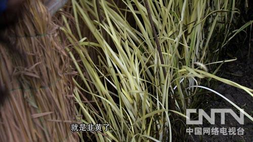 [致富经]种植韭黄,用凑来的一万元去创业(20140319)
