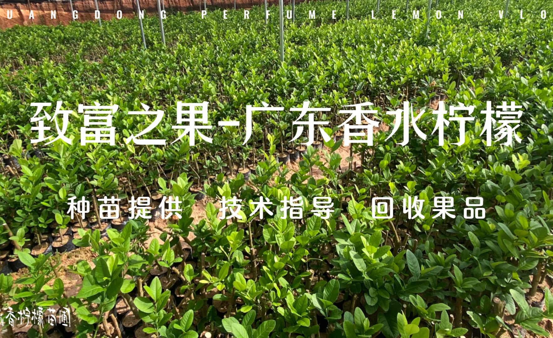 致富之果：广东香水柠檬