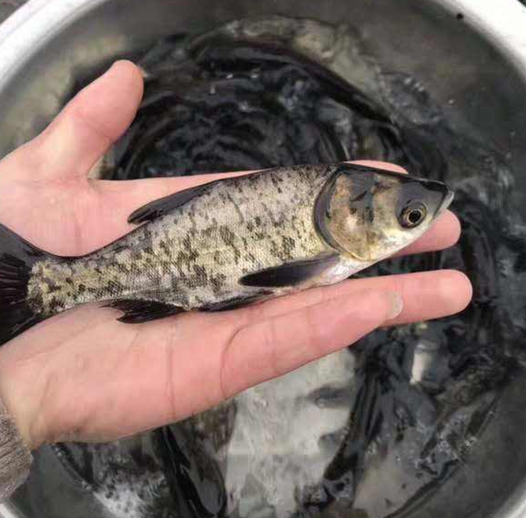 大头鲢鱼怎么养_大头养殖鲢鱼技术要求_大头鲢鱼的养殖技术