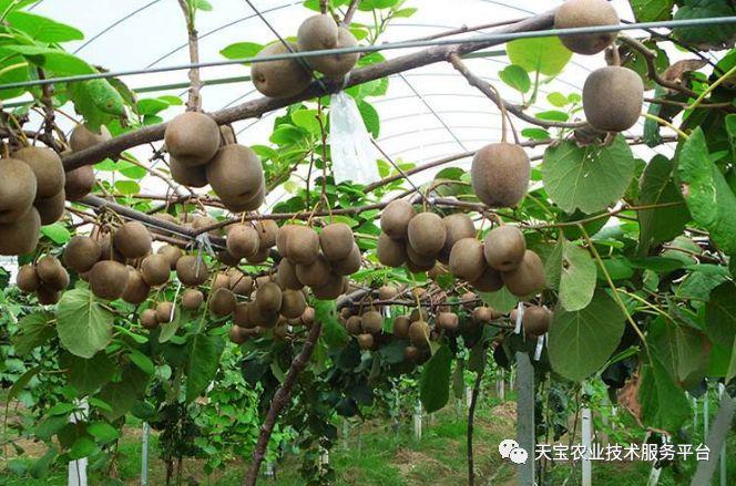 柠檬种植树技术与管理_柠檬种植树技术要点_柠檬树的种植技术