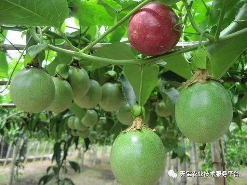 柠檬树的种植技术_柠檬种植树技术与管理_柠檬种植树技术要点