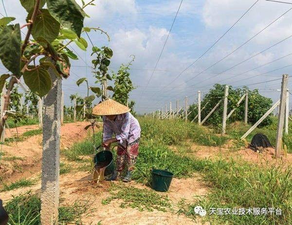 柠檬种植树技术与管理_柠檬树的种植技术_柠檬种植树技术要点