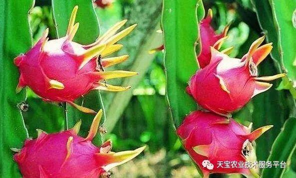 柠檬种植树技术要点_柠檬树的种植技术_柠檬种植树技术与管理