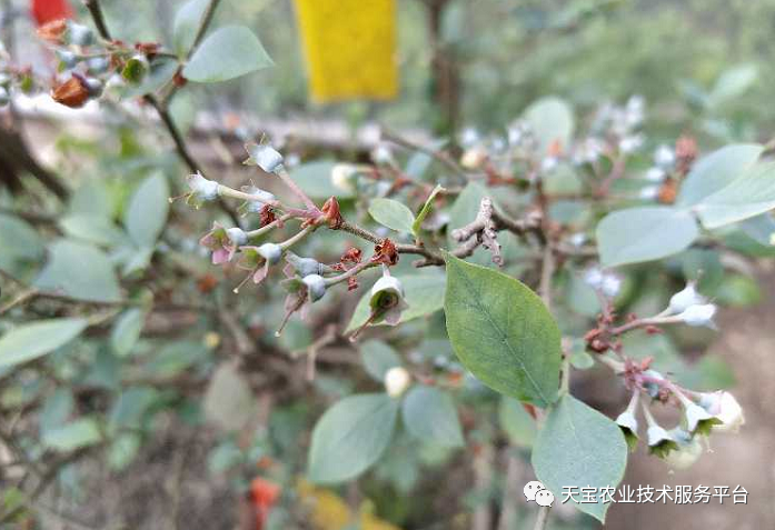 柠檬种植树技术与管理_柠檬树的种植技术_柠檬种植树技术要点