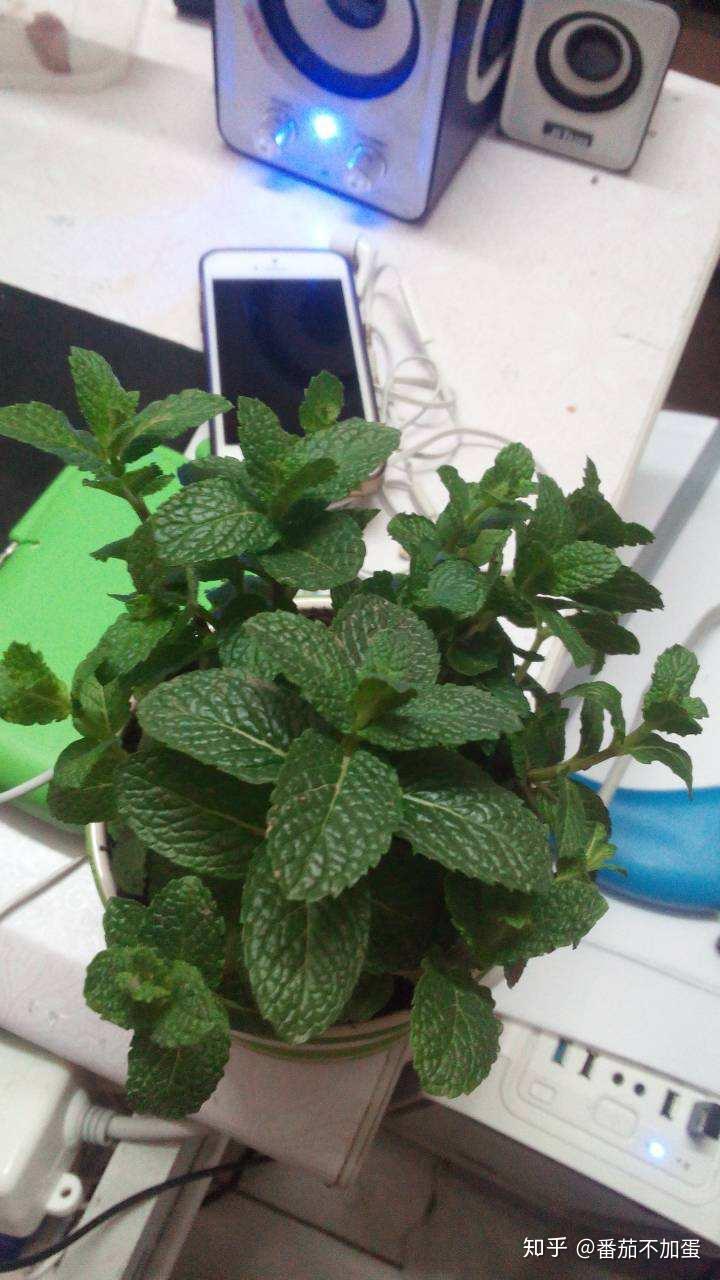柠檬树的种植技术_柠檬树种植方法视频_柠檬树种植方法和注意事项