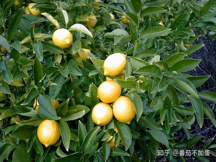 柠檬树种植方法视频_柠檬树的种植技术_柠檬树种植方法和注意事项