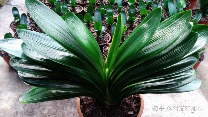 柠檬树种植方法视频_柠檬树种植方法和注意事项_柠檬树的种植技术