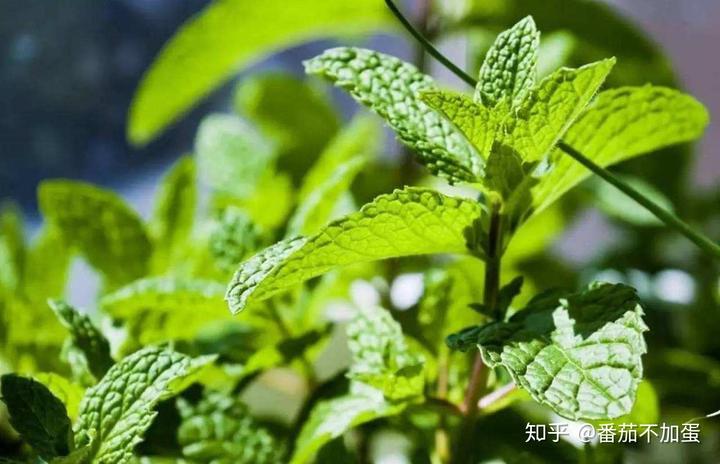 柠檬树的种植技术_柠檬树种植方法和注意事项_柠檬树种植方法视频