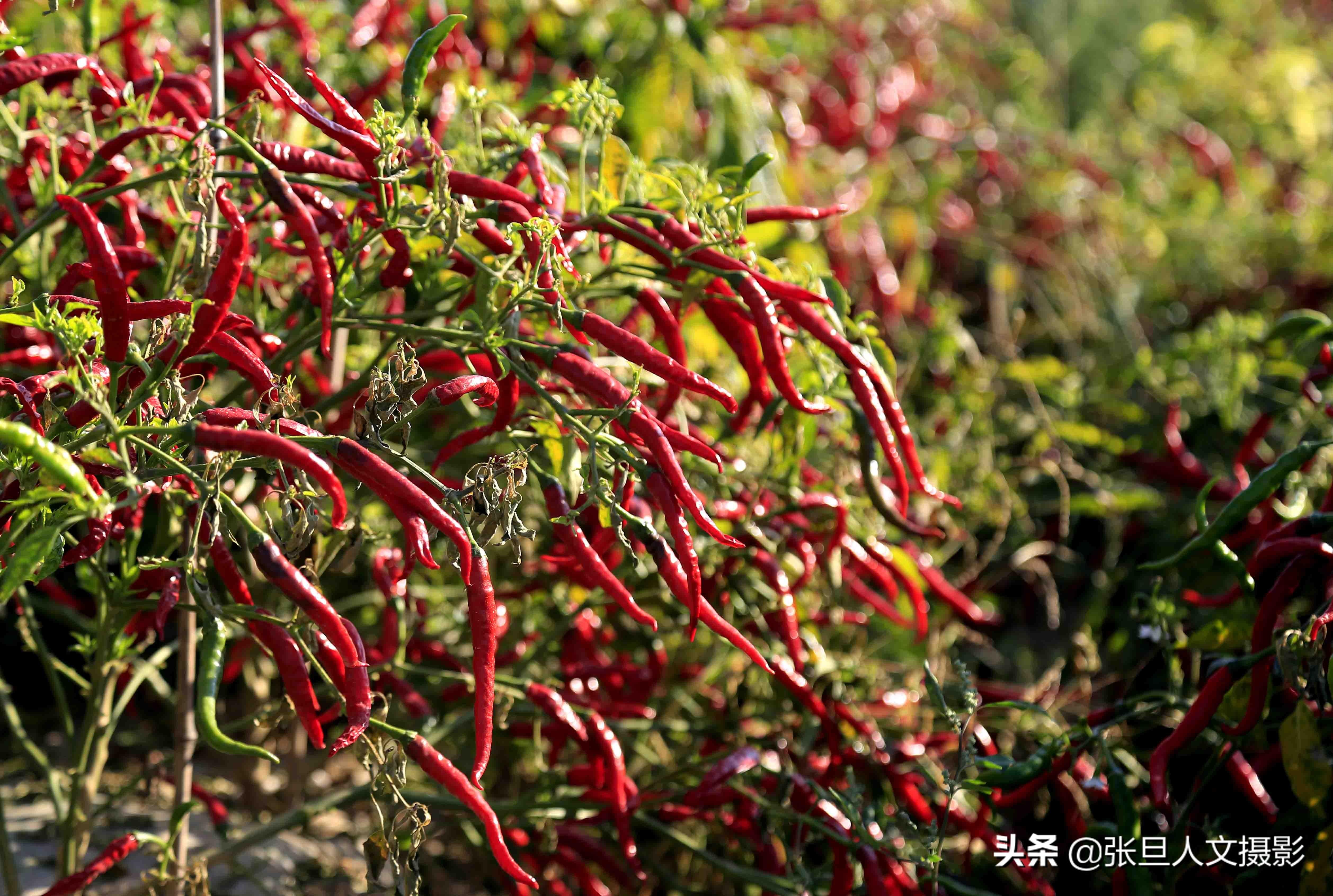 种植青椒致富故事_致富青椒种植故事_种植青椒前景及利润怎样