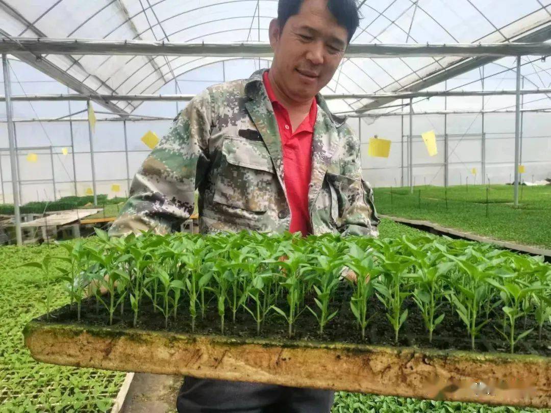 种植青椒致富故事_青椒种植利润_致富青椒种植故事