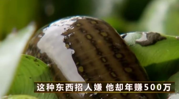 男子养水蛭招人嫌，却年赚500万，养殖方式遭人质疑！