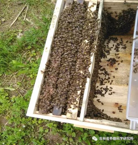 繁殖养殖技术有前景吗_繁殖养殖技术有什么_繁殖有养殖技术
