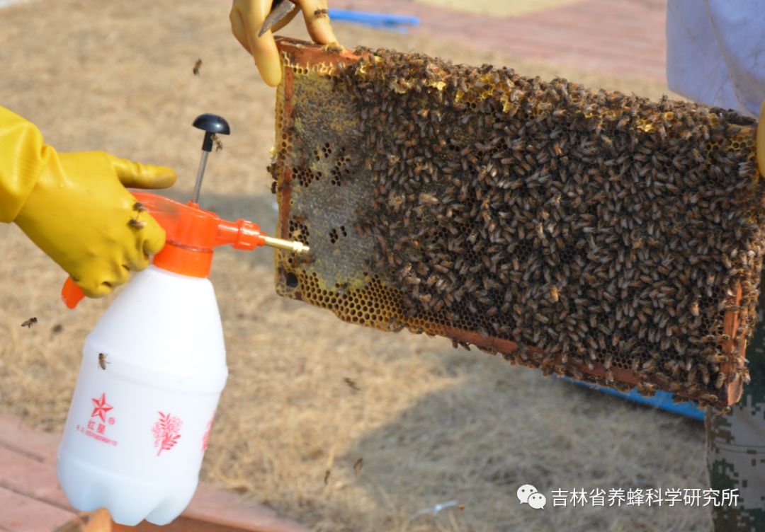 繁殖养殖技术有什么_繁殖养殖技术有前景吗_繁殖有养殖技术