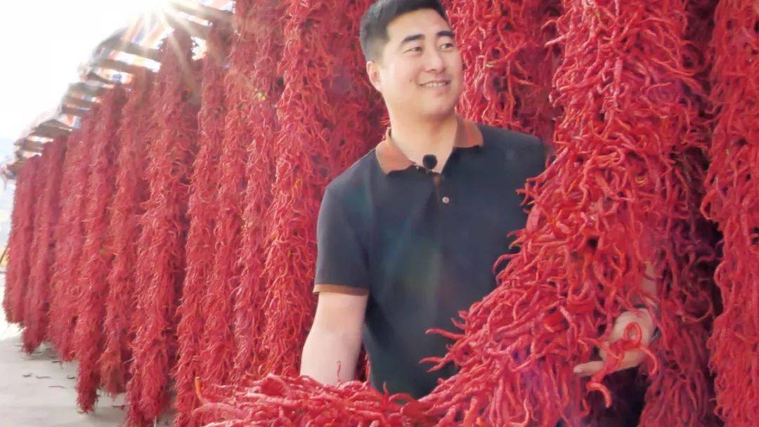 种植青椒致富故事_致富青椒种植故事_致富青椒种植故事简介