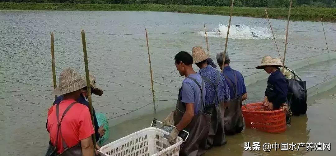 江苏鮰鱼鱼养殖技术_江苏鳊鱼价格_江苏鳡鱼