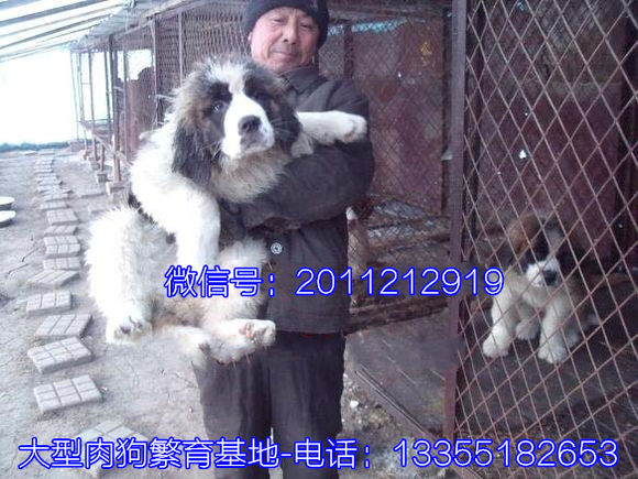 江州区养肉狗回收2016年致富经肉狗养殖