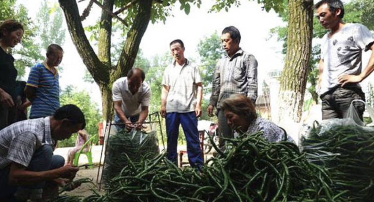 致富青椒种植故事简介_种植青椒致富故事_致富青椒种植故事视频