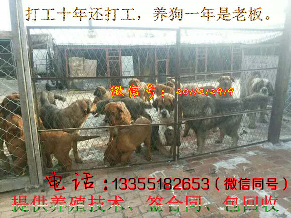 肉狗