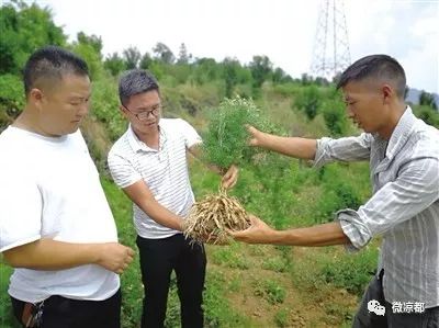天冬种植致富_天冬种植成本及利润_天冬种植前景如何