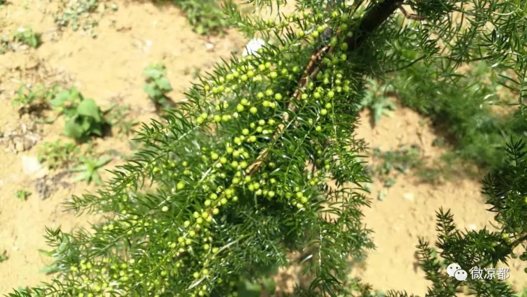 天冬种植致富_天冬种植成本及利润_天冬种植前景如何