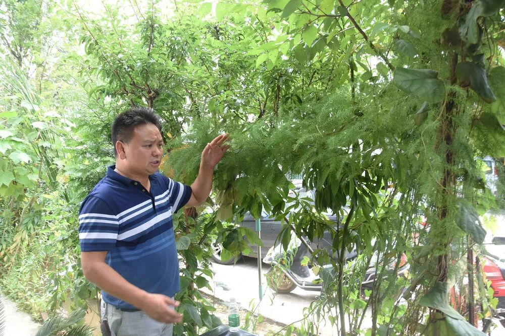 天冬种植效益_天冬种植致富_天冬种植成本及利润