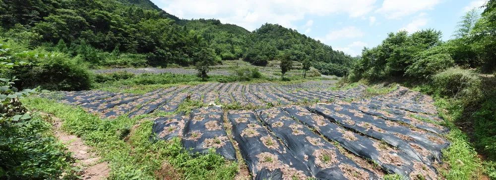 天冬种植效益_天冬种植致富_天冬种植成本及利润