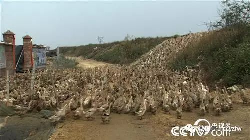 我要看致富经有养蚂蚱的_2021年养蚂蚱前景如何_致富经蚂蚱养殖视频