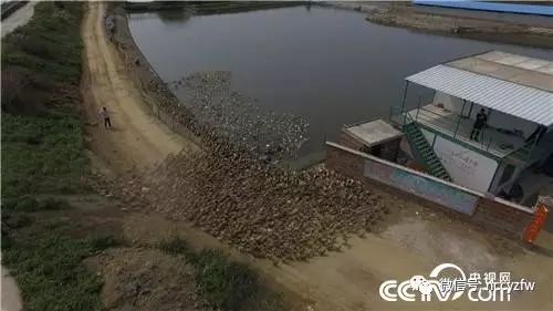 致富经蚂蚱养殖视频_2021年养蚂蚱前景如何_我要看致富经有养蚂蚱的