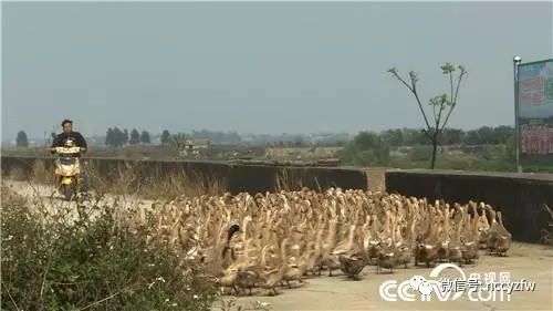 我要看致富经有养蚂蚱的_2021年养蚂蚱前景如何_致富经蚂蚱养殖视频