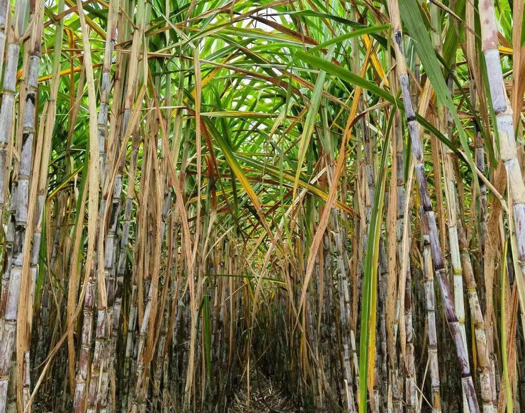 致富经甘蔗种植视频_甘蔗种植园_黔江甘蔗种植致富
