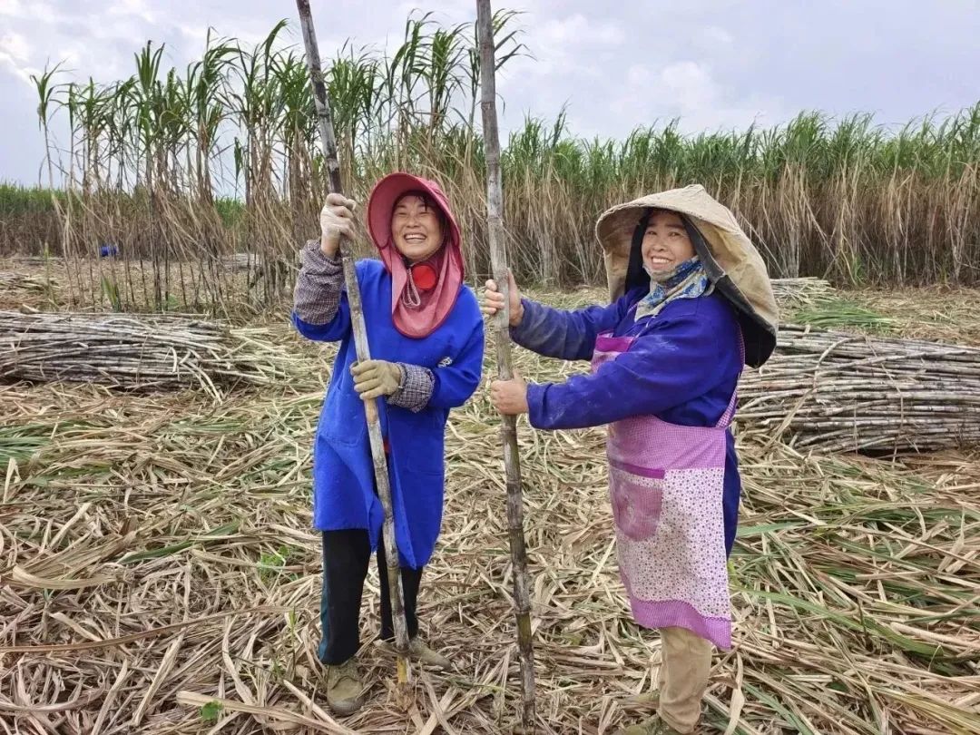 致富经甘蔗种植视频_甘蔗种植园_黔江甘蔗种植致富