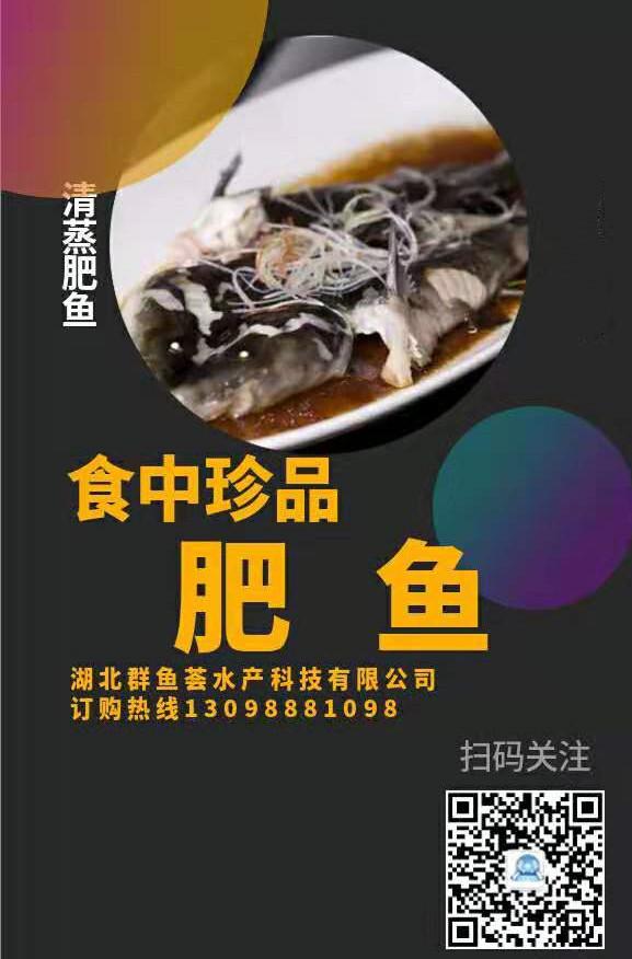 江苏鲥鱼_江苏鳡鱼多少钱一斤_江苏鮰鱼鱼养殖技术