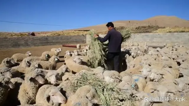 甘肃天祝：改良肉羊让牧民走在致富的“羊”光大道上