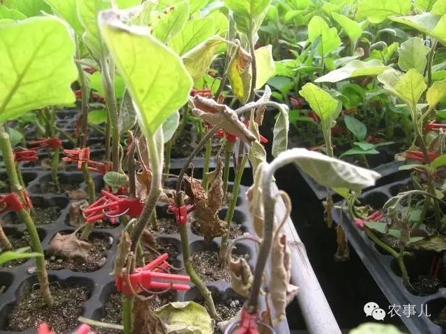 茄子的室内种植技术_室内种植茄子如何才能结果_茄子家庭种植技术
