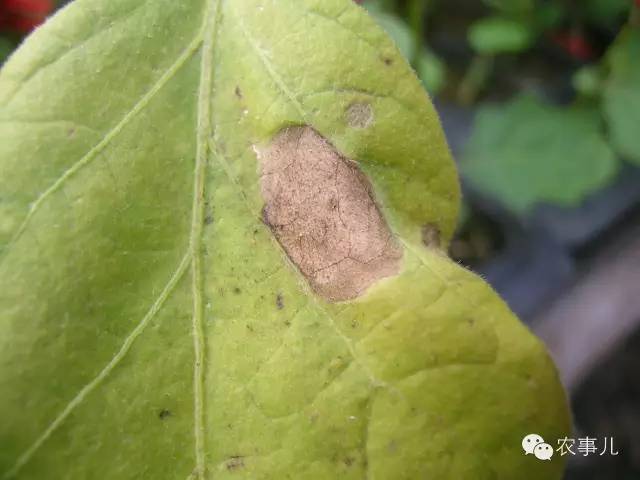 茄子家庭种植技术_茄子的室内种植技术_室内种植茄子如何才能结果