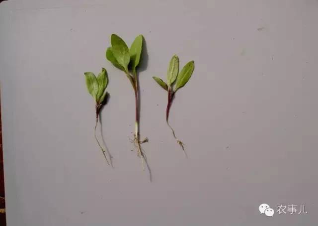 室内种植茄子如何才能结果_茄子家庭种植技术_茄子的室内种植技术
