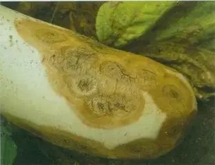 室内种植茄子如何才能结果_茄子家庭种植技术_茄子的室内种植技术