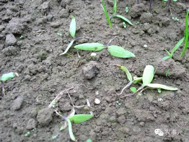 茄子家庭种植技术_茄子的室内种植技术_室内种植茄子如何才能结果