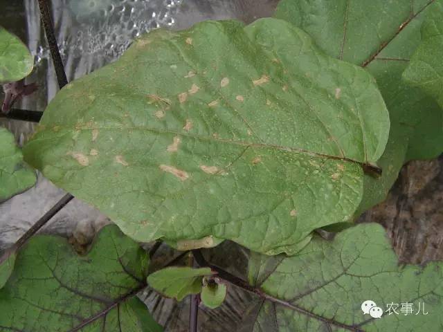 室内种植茄子如何才能结果_茄子的室内种植技术_茄子家庭种植技术