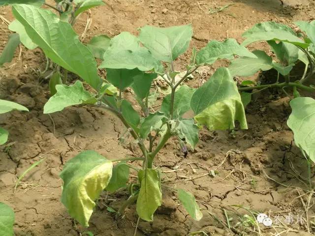 室内种植茄子如何才能结果_茄子家庭种植技术_茄子的室内种植技术